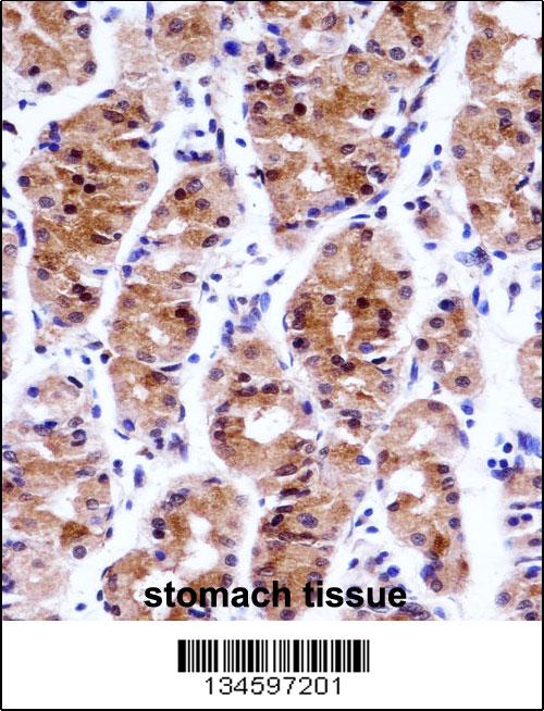 IHC-P - GTF2E1 Antibody (N-term) AW5548-U100